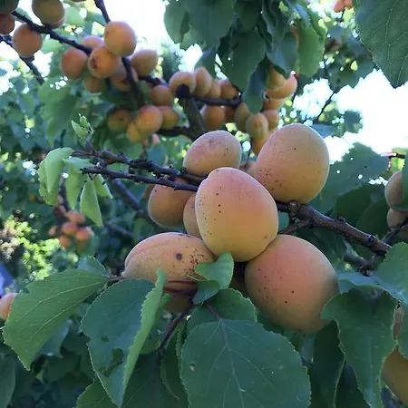 Agriturismo Ca Lunati Εξοχικό σπίτι Castelletto Mendosio